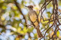 Ash-throated Flycatcher Myiarchus cinerascens cinerascens