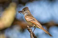 Ash-throated Flycatcher Myiarchus cinerascens cinerascens