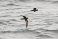 Ashy Storm Petrel Hydrobates homochroa