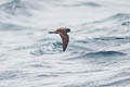 Ashy Storm Petrel Hydrobates homochroa