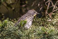 Audubon's Warbler Setophaga auduboni auduboni