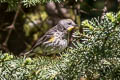 Audubon's Warbler Setophaga auduboni auduboni