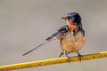 Barn Swallow Hirundo rustica erythrogaster