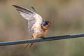 Barn Swallow Hirundo rustica erythrogaster