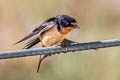 Barn Swallow Hirundo rustica erythrogaster