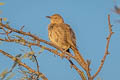 Bendire's Thrasher Toxostoma bendirei