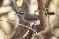 Bewick's Wren Thryomanes bewickii eremophilus