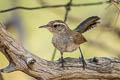 Bewick's Wren Thryomanes bewickii eremophilus