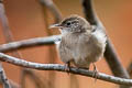 Bewick's Wren Thryomanes bewickii drymoecus