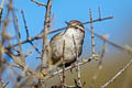 Bewick's Wren Thryomanes bewickii drymoecus