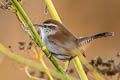 Bewick's Wren Thryomanes bewickii spilurus