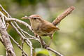 Bewick's Wren Thryomanes bewickii spilurus