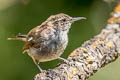 Bewick's Wren Thryomanes bewickii spilurus