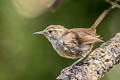 Bewick's Wren Thryomanes bewickii spilurus