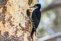 Black-backed Woodpecker Picoides arcticus