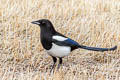 Black-billed Magpie Pica hudsonia