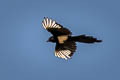 Black-billed Magpie Pica hudsonia