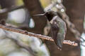 Black-chinned Hummingbird Archilochus alexandri