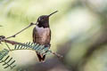 Black-chinned Hummingbird Archilochus alexandri