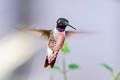 Black-chinned Hummingbird Archilochus alexandri