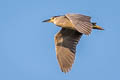 Black-crowned Night Heron Nycticorax nycticorax hoactli