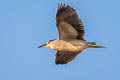 Black-crowned Night Heron Nycticorax nycticorax hoactli