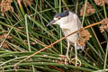 Black-crowned Night Heron Nycticorax nycticorax hoactli