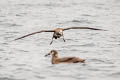 Black-footed Albatross Phoebastria nigripes