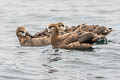 Black-footed Albatross Phoebastria nigripes