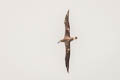 Black-footed Albatross Phoebastria nigripes