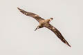 Black-footed Albatross Phoebastria nigripes