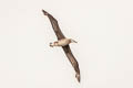 Black-footed Albatross Phoebastria nigripes