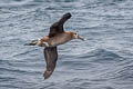 Black-footed Albatross Phoebastria nigripes