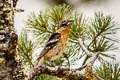 Black-headed Grosbeak Pheucticus melanocephalus melanocephalus (Black-hooded Grosbeak)