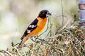 Black-headed Grosbeak Pheucticus melanocephalus melanocephalus (Black-hooded Grosbeak)