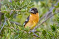 Black-headed Grosbeak Pheucticus melanocephalus melanocephalus (Black-hooded Grosbeak)