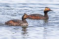 Black-necked Grebe Podiceps nigricollis californicus 