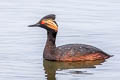 Black-necked Grebe Podiceps nigricollis californicus 