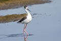 Black-necked Stilt Himantopus mexicanus mexicanus