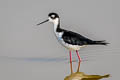 Black-necked Stilt Himantopus mexicanus mexicanus