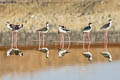 Black-necked Stilt Himantopus mexicanus mexicanus