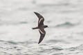 Black Storm Petrel Hydrobates melania