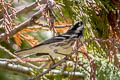 Black-throated Grey Warbler Setophaga nigrescens halseii