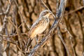 Black-throated Sparrow Amphispiza bilineata deserticola