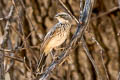Black-throated Sparrow Amphispiza bilineata deserticola
