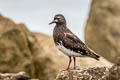 Black Turnstone Arenaria melanocephala