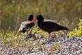 Black Oystercatcher Haematopus bachmani