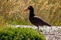 Black Oystercatcher Haematopus bachmani