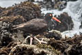 Black Oystercatcher Haematopus bachmani