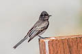 Black Phoebe Sayornis nigricans semiater